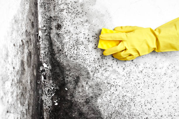 Mold Testing and Removal in Berea, OH