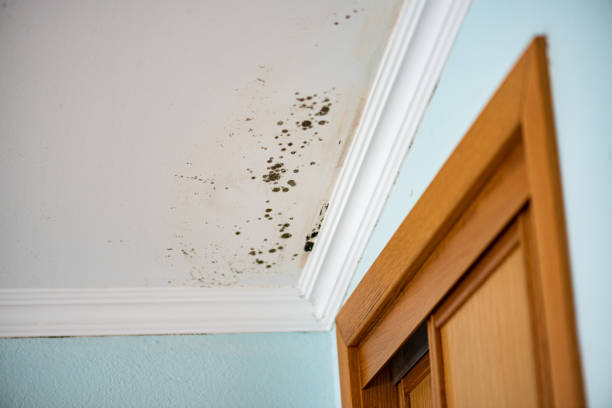 Best Fast Mold Removal  in Berea, OH