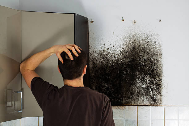 Berea, OH Mold Removal Company