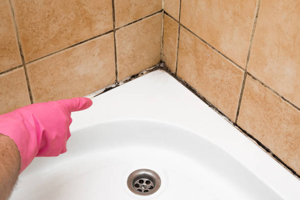 Best Mold Testing  in Berea, OH